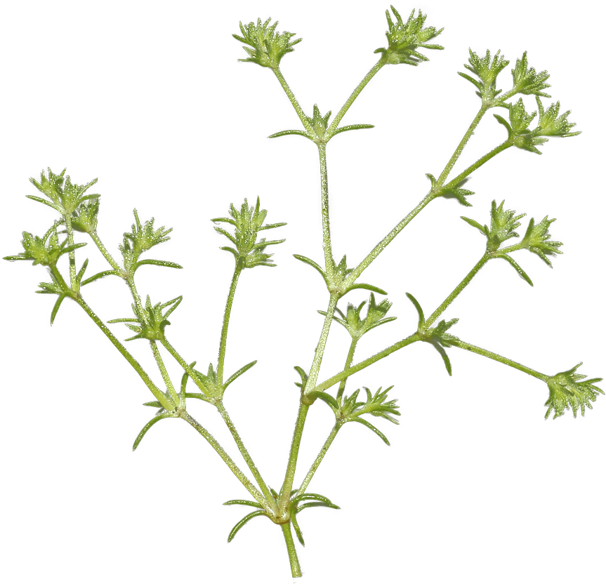 Scleranthus - Yıllık Yumaklıot