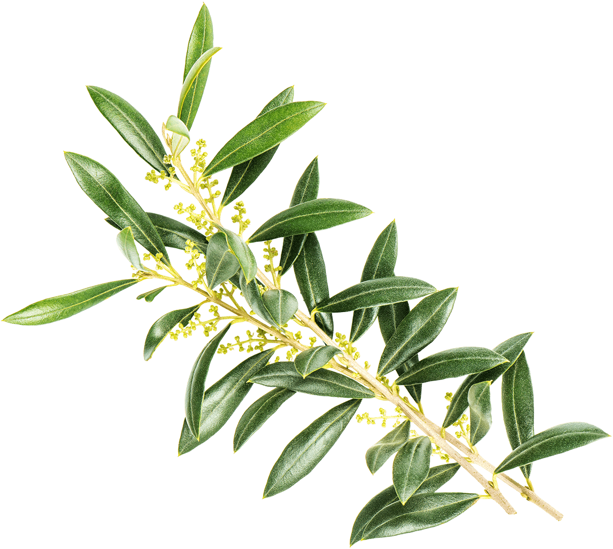Olive - Zeytin Ağacı